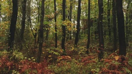 穿过植被茂盛的森林的人[]