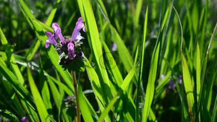 开紫色小花的绿色草本植物[]