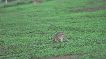 Wallaby grazing[]