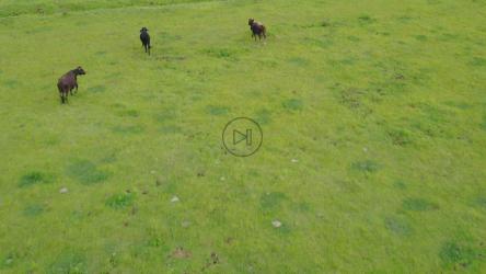 航拍中草地上的小牛[4K免费商用]