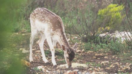 森林里的瞪羚[4K]