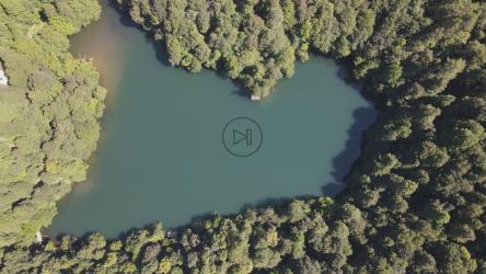 森林中树木间的湖泊俯视图[4K]