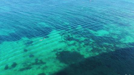 情侣在清澈的海水中游泳[]