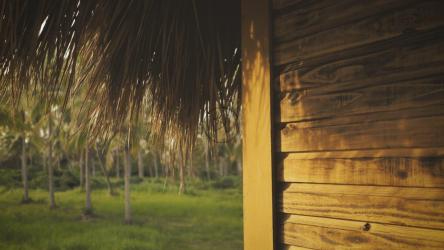 Palapa和棕榈园[4K免费商用]