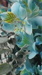 蓝色花朵的美丽质感[免费商用竖屏]