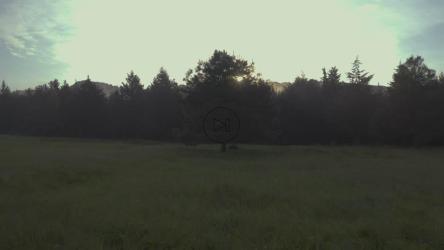 日出时，云雾林中草地上的树[4K免费商用]