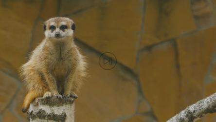 原木上的猫鼬[4K]