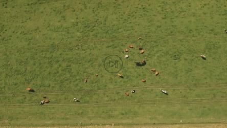 奶牛在田里吃草[4K]