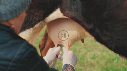 成熟的女人挤牛奶[]