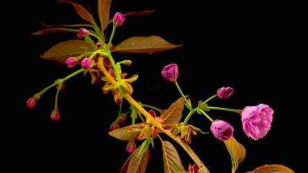 粉色花朵开放[]