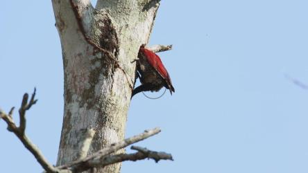 Woodpecker chipping away at a tree[]