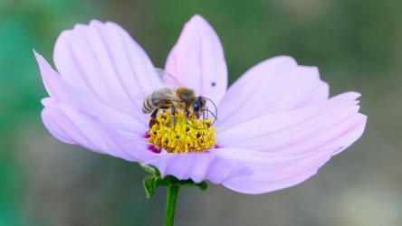 Closeup of a bee on a purple flower[4K]