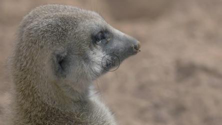 Alert animal looking around[]