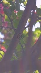 树上的粉红色小花[免费商用竖屏]