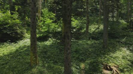 在一片高大的树木和植被的森林里[4K]