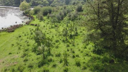 有湖的森林里的草地[4K免费商用]