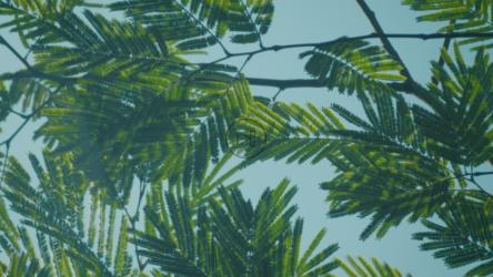 树上的树枝和树叶，特写[免费商用]