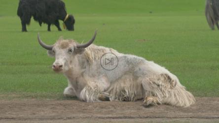 白公牛在地上休息[4K]