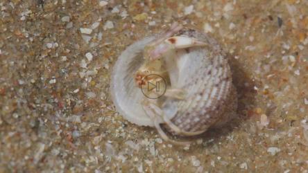Crab in a shell hidding in the sand[]