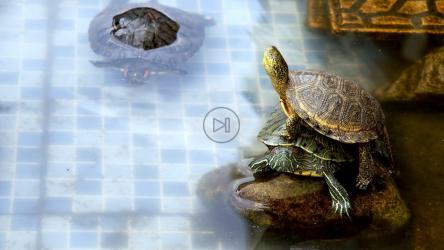 Turtles resting in a small pool[4K]