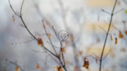 软雪落在树上[]