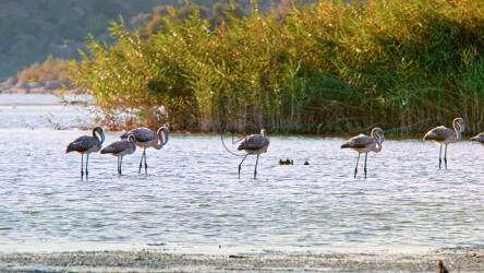 站在浅水中的火烈鸟[]
