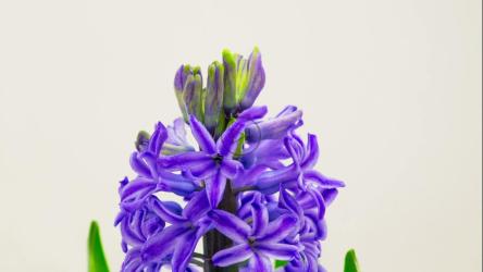 紫色花朵盛开[]