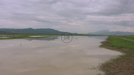 鸟儿在草地上的湖面上低飞[4K免费商用]