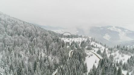 飞越冰冻森林中的道路[4K]