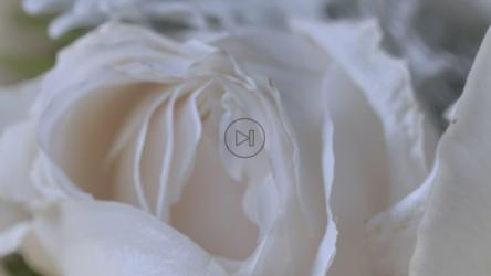 一朵开放的白玫瑰的花瓣，特写[免费商用]