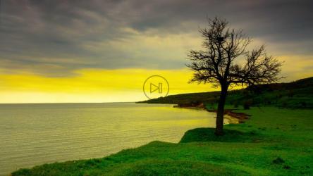 日落时海边的枯树[4K]