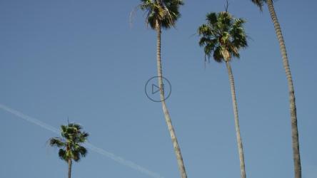 棕榈树和晴朗的蓝天[4K]