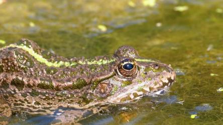 沼泽水中的绿蛙[]