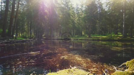 阳光透过松林照在长满青苔的池塘上[4K]