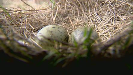 窝里的蛋[4K免费商用]