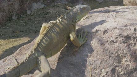 鬣蜥在温暖的岩石上行走[]