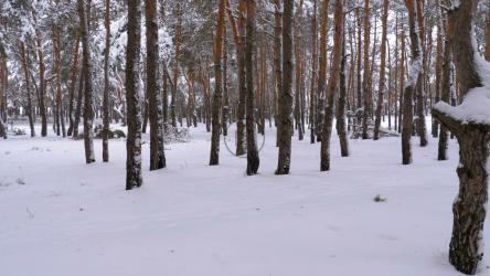 穿过白雪皑皑的森林[4K]