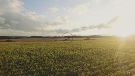 地平线上的森林[4K]