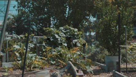 女人穿过花园[4K免费商用]