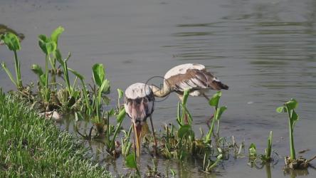 鹳在浅水中捕鱼[]
