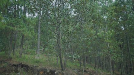 森林中央的小路，周围环绕着许多树木[4K免费商用]