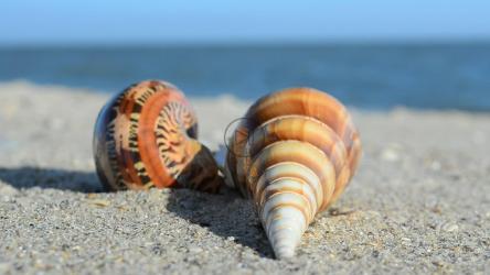 海滩上的空壳[]