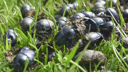 绿草上的一群甲虫[4K]