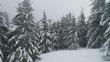 冬天雾笼罩着美丽的森林[4K]