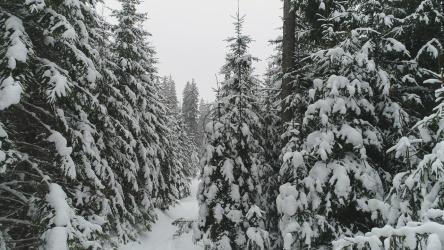 树枝上飘着雪花的松树[4K]