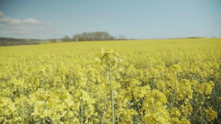 蓝天下高大的黄色庄稼[4K]