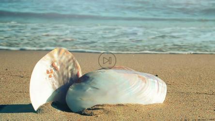 堆放在海滩上的贝壳[]