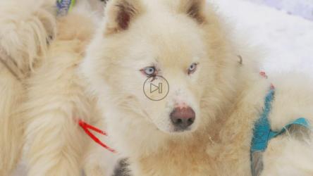 带挽具的哈士奇雪橇犬[4K]