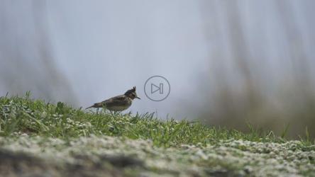 一只在草地上行走的鸟[4K]