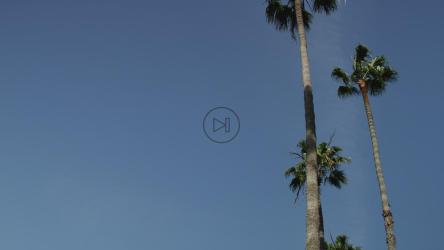 蓝天下的两棵棕榈树俯视图[4K]